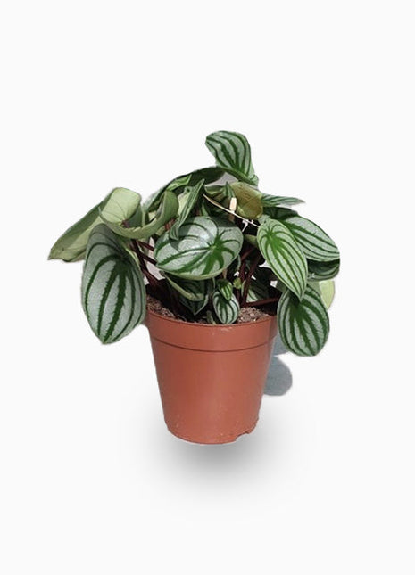 Peperomia argyreia or Watermelon Peperomia