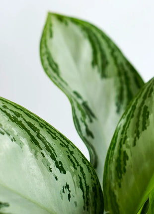 Aglaonema Pattaya Beauty