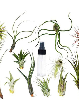 Air Plant  4-10cm