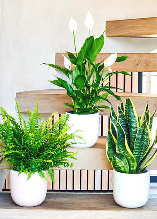 Air Purifying Plants Bundle