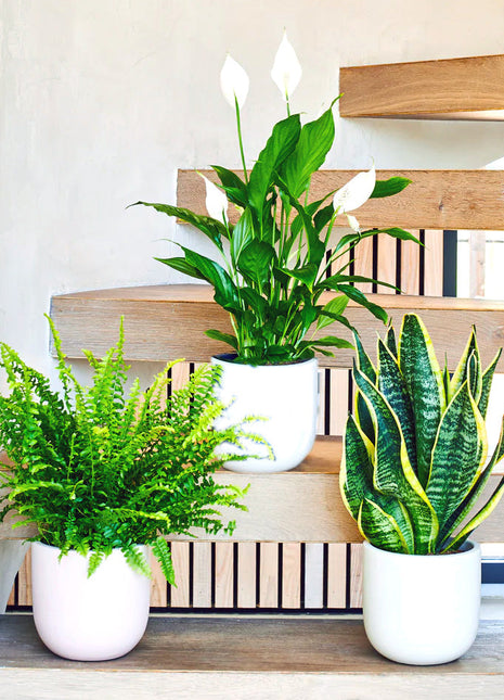 Air Purifying Plants Bundle
