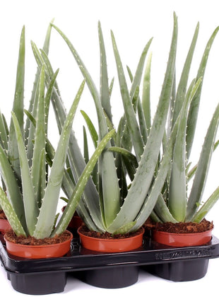 Aloe vera "Indoor" or Medicina Aloe 25-30cm الألوة فيرا