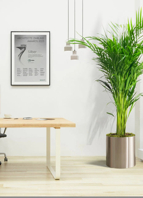 Areca Palm Holland or Chrysalidocarpus Lutescens