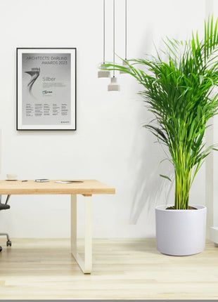 Areca Palm Holland or Chrysalidocarpus Lutescens