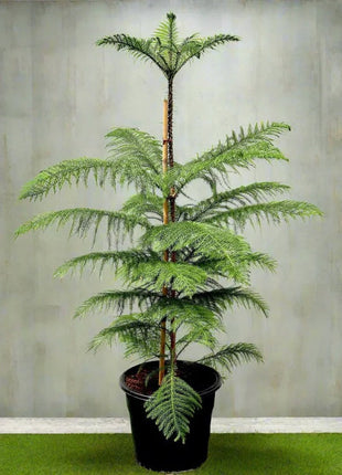 Araucaria Heterophylla Indoor &#8220;Norfolk Island Pine&#8221;