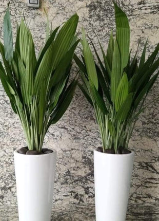 ASPIRADAS Bundle 1m to 1.2m Set of 2 Plants in Ceramic pots