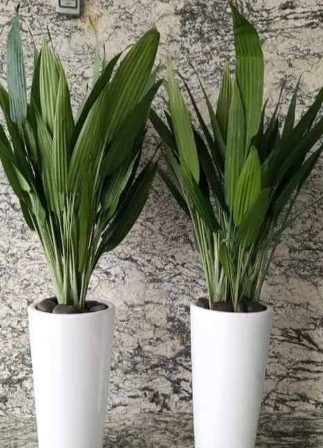 ASPIRADAS Bundle 1m to 1.2m Set of 2 Plants in Ceramic pots