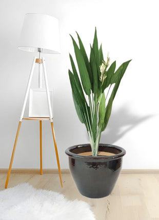 Aspiradas | Aspidistras Indoor Plant | Cast Iron Plant 0.8 &#8211; 1.0m