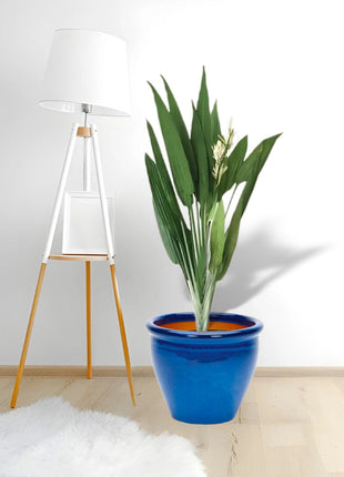 Aspiradas | Aspidistras Indoor Plant | Cast Iron Plant 0.8 &#8211; 1.0m