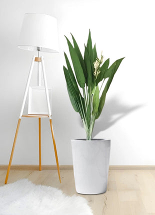 Aspiradas | Aspidistras Indoor Plant | Cast Iron Plant 0.8 &#8211; 1.0m