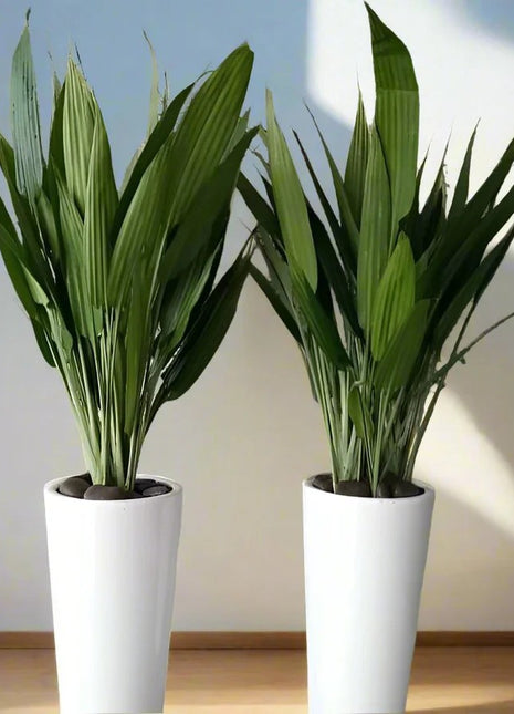 ASPIRADAS Bundle 1m to 1.2m Set of 2 Plants in Ceramic pots