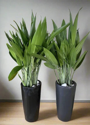 ASPIRADAS Bundle 1m to 1.2m Set of 2 Plants in Ceramic pots