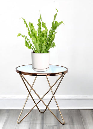 Asplenium Nidus or Bird&#8217;s Nest Fern 50-60cm spread