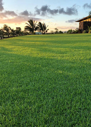 https://i0.wp.com/www.greensouq.ae/wp-content/uploads/2019/04/atlas-turf-international-pure-dynasty-seeded-paspalum-hawaii.1.jpg?fit=750%2C750&ssl=1