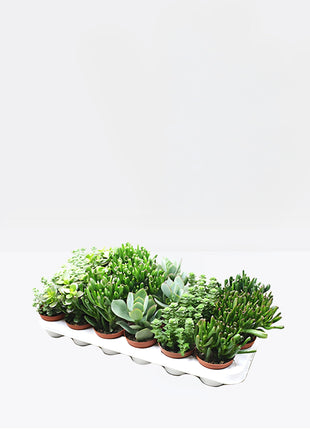Crassula Mix 7 – 11cm