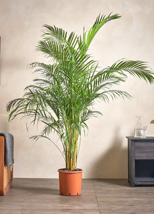 Areca Palm Holland or Chrysalidocarpus Lutescens