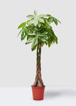 Pachira Aquatica, Money Tree &#8220;Twisted Trunk&#8221; 130 &#8211; 150cm  شجرة المال