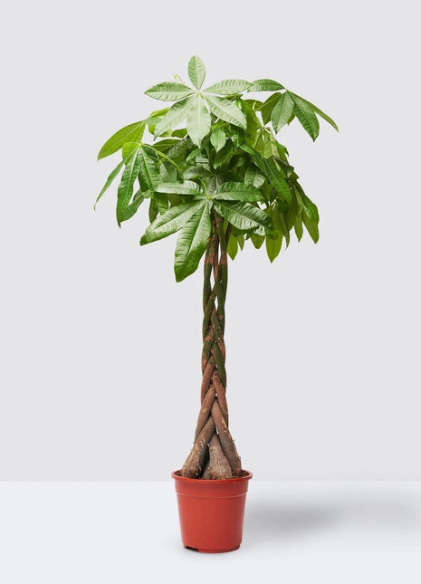 Pachira Aquatica, Money Tree &#8220;Twisted Trunk&#8221; 130 &#8211; 150cm  شجرة المال