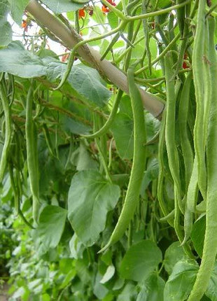 Beans Agrimax Seeds