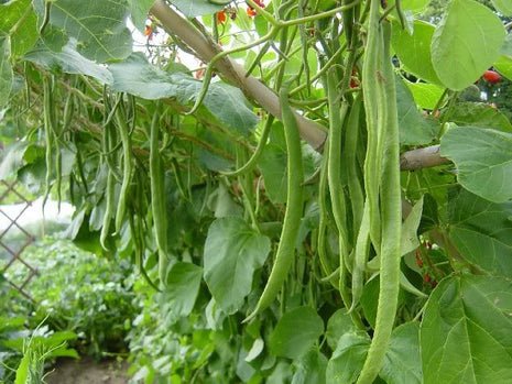 Beans Agrimax Seeds