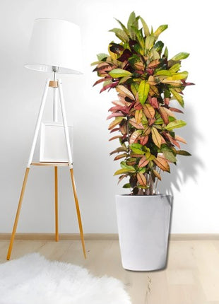 Scindapsus Marble Queen or Money Plant or Epipremnum aureum كرمة المال Success