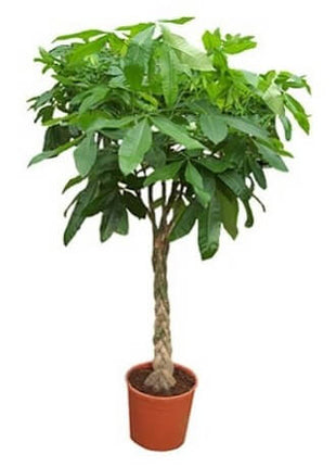 Pachira Aquatica, Money Tree “Twisted Trunk” 130 – 150cm شجرة المال Office Plant