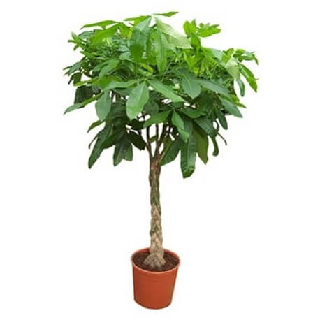 Pachira Aquatica, Money Tree “Twisted Trunk” 130 – 150cm شجرة المال Office Plant