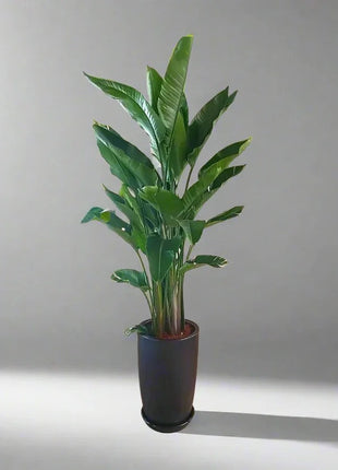 Strelitzia Nicolai or Bird of Paradise طائر الجنة in Black Ceramic Pot 1.8-2m