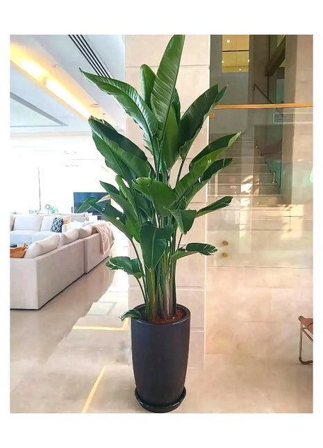 Strelitzia Nicolai or Bird of Paradise طائر الجنة in Black Ceramic Pot 1.8-2m
