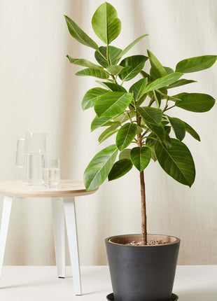 https://i0.wp.com/www.greensouq.ae/wp-content/uploads/2017/11/bloomscape_ficus-altissima-std_charcoal.jpg?fit=2133%2C2133&ssl=1