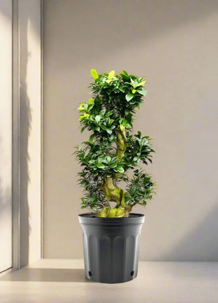 Ficus &#8220;S&#8221; Bonsai 50 &#8211; 70cm