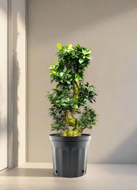Ficus &#8220;S&#8221; Bonsai 50 &#8211; 70cm