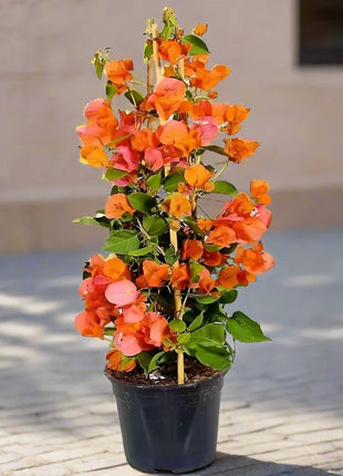 https://i0.wp.com/www.greensouq.ae/wp-content/uploads/2017/11/bougainvillea_orange-new.webp?fit=900%2C898&ssl=1