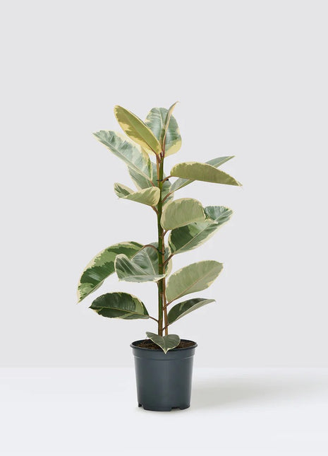 Ficus Elastica Tineke | Rubber Plant Variegated