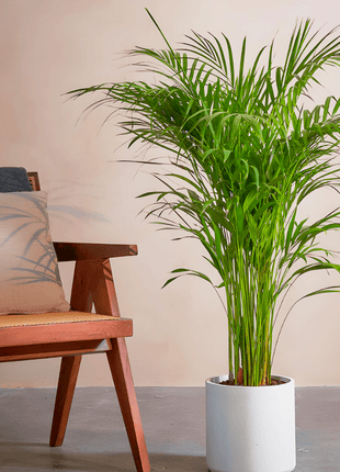 Areca Palm Holland or Chrysalidocarpus Lutescens