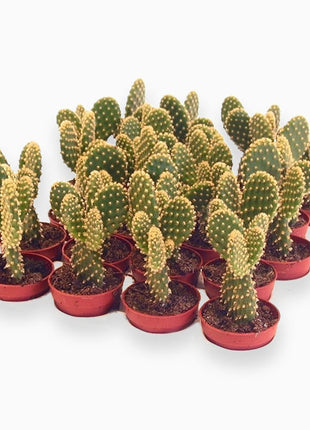 Cactus Opuntia Albata or Bunny Ears 5-8cm