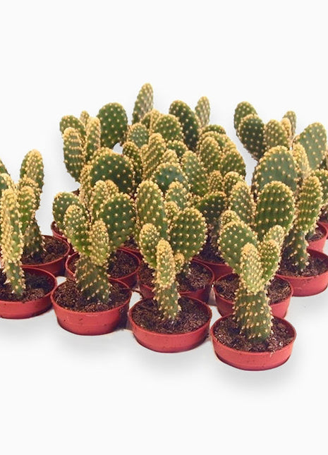 Cactus Opuntia Albata or Bunny Ears 5-8cm