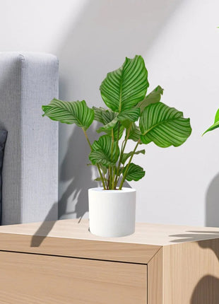 Calathea orbifolia 30-40cm