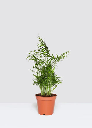 Chamaedorea Elegans, Parlour Palm or Bamboo Palm