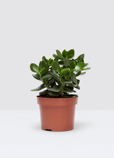 Crassula Ovata (Dollar Plant, Jade Plant, Jade Tree, Money Tree)