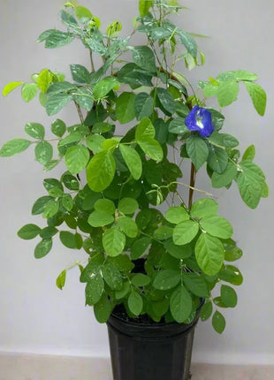 https://i0.wp.com/www.greensouq.ae/wp-content/uploads/2022/03/clitoria-greensouq.webp?fit=900%2C900&ssl=1