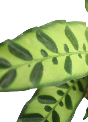 Calathea Lancifolia (Rattlesnake Plant)-30cm