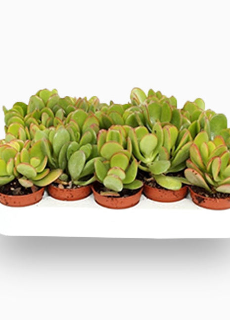 Crassula ovata Mini &#8220;Dollar Plant Or Jade Plant&#8221; 5-10cm