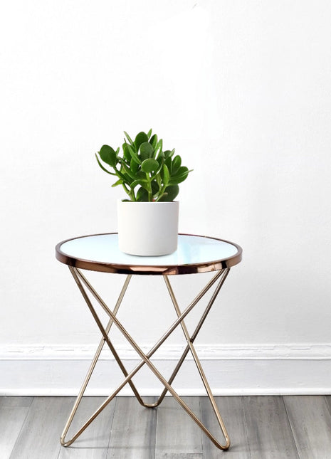 Crassula Ovata (Dollar Plant, Jade Plant, Jade Tree, Money Tree)