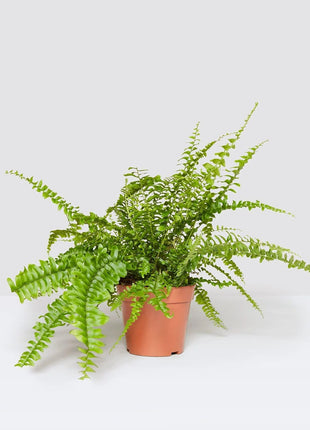 Nephrolepis exaltata &#8220;Green Lady&#8221;, Boston Fern or Sword Fern
