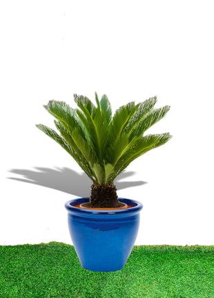 https://i0.wp.com/www.greensouq.ae/wp-content/uploads/2025/03/cucas-in-blue-rolled-rim-pot-scaled.jpg?fit=2560%2C2560&ssl=1
