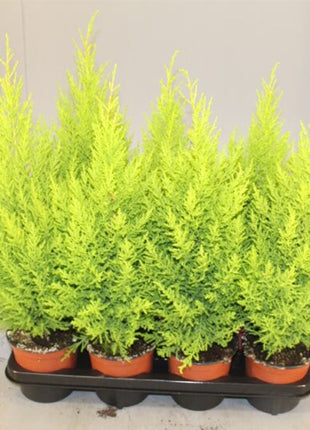 Cupressus Macrocarpa, Goldcrest Wilma, Lemon Cyperus