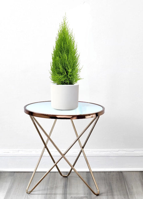 Cupressus Macrocarpa, Goldcrest Wilma, Lemon Cyperus