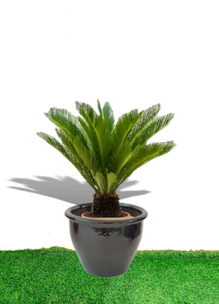 Cycas Revoluta &#8220;Sago Palm&#8221; in Rolled Rim Pot