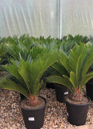 Cycas Revoluta &#8220;Sago Palm&#8221;